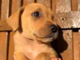 Cachorro raça SRD  idade Abaixo de 2 meses nome Sem Nome