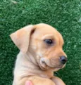 Cachorro raça SRD  idade Abaixo de 2 meses nome Sem Nome