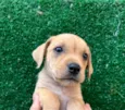 Cachorro raça SRD  idade Abaixo de 2 meses nome Sem Nome