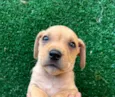 Cachorro raça SRD  idade Abaixo de 2 meses nome Sem Nome