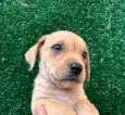 Cachorro raça SRD  idade Abaixo de 2 meses nome Sem Nome