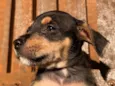 Cachorro raça SRD  idade Abaixo de 2 meses nome Sem Nome