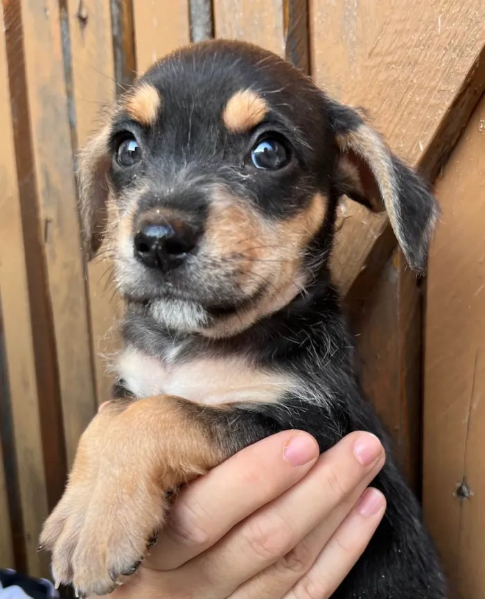 Cachorro raça SRD  idade Abaixo de 2 meses nome Sem Nome