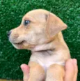 Cachorro raça SRD  idade Abaixo de 2 meses nome Sem Nome