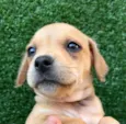 Cachorro raça SRD  idade Abaixo de 2 meses nome Sem Nome