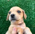 Cachorro raça SRD  idade Abaixo de 2 meses nome Sem Nome