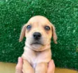 Cachorro raça SRD  idade Abaixo de 2 meses nome Sem Nome