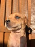 Cachorro raça SRD  idade Abaixo de 2 meses nome Sem Nome