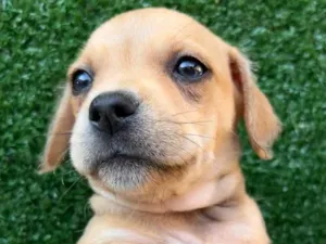 Cachorro raça SRD  idade Abaixo de 2 meses nome Sem Nome