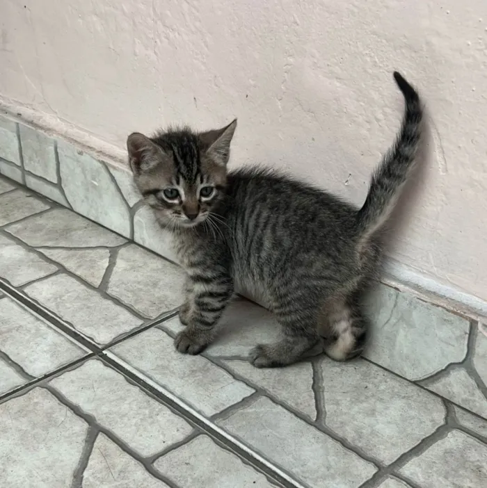 Gato raça SRD idade Abaixo de 2 meses nome Tico