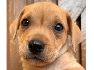Cachorro raça SRD  idade Abaixo de 2 meses nome Sem Nome