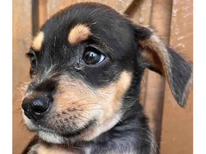 Cachorro raça SRD  idade Abaixo de 2 meses nome Sem Nome