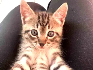 Gato raça SRD idade Abaixo de 2 meses nome Tico