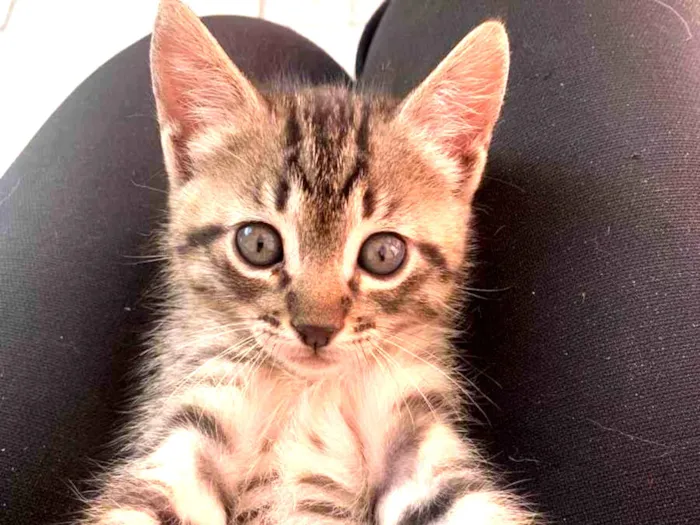 Gato raça SRD idade Abaixo de 2 meses nome Tico