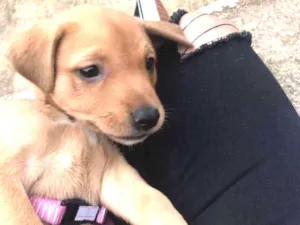 Cachorro raça Labrador  idade 2 a 6 meses nome Diana