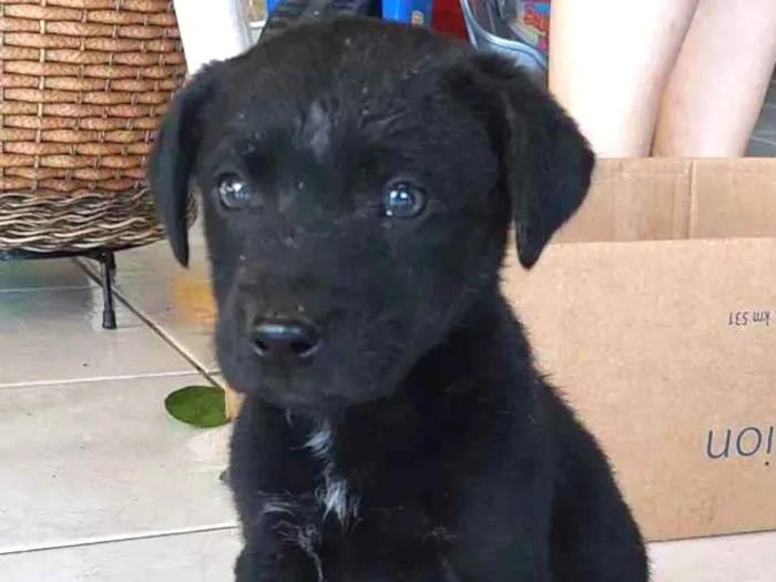 Cachorro ra a SRD idade Abaixo de 2 meses nome Pretinho 