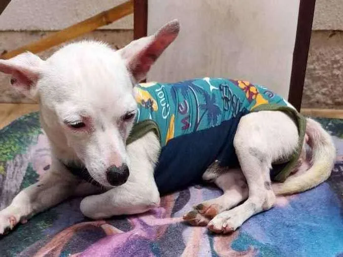 Cachorro ra a CHUHAUHA idade 2 anos nome ZEUS