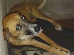 Cachorro raça Viralatas idade 2 a 6 meses nome Nininha e Diana