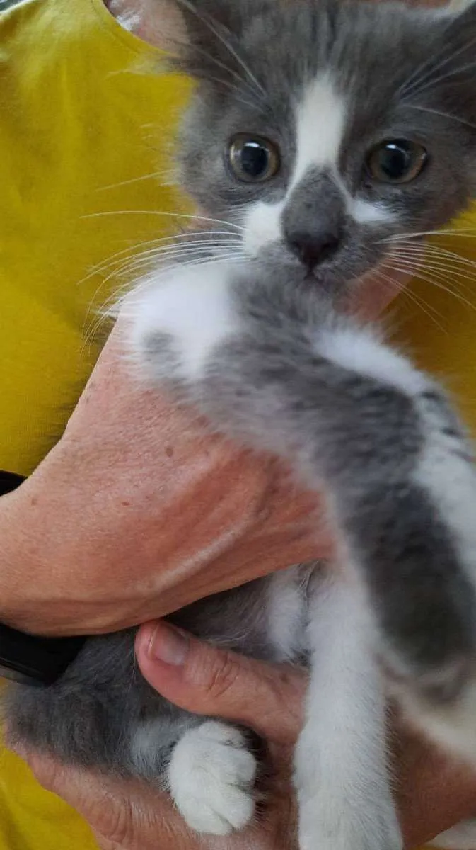 Gato raça PCB idade 2 a 6 meses nome Lindeza