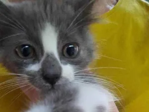 Gato raça PCB idade 2 a 6 meses nome Lindeza