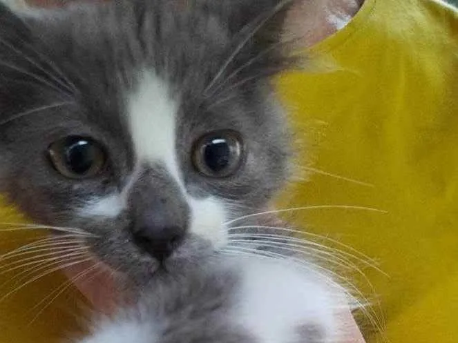 Gato raça PCB idade 2 a 6 meses nome Lindeza