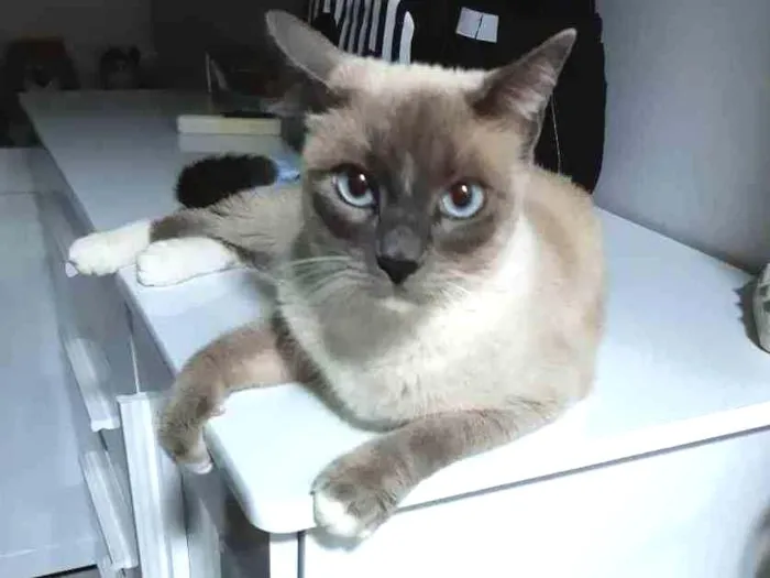 Gato ra a SRD idade 4 anos nome Marie