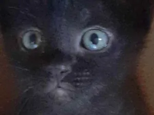 Gato raça Srd idade 2 a 6 meses nome SANSÃO 