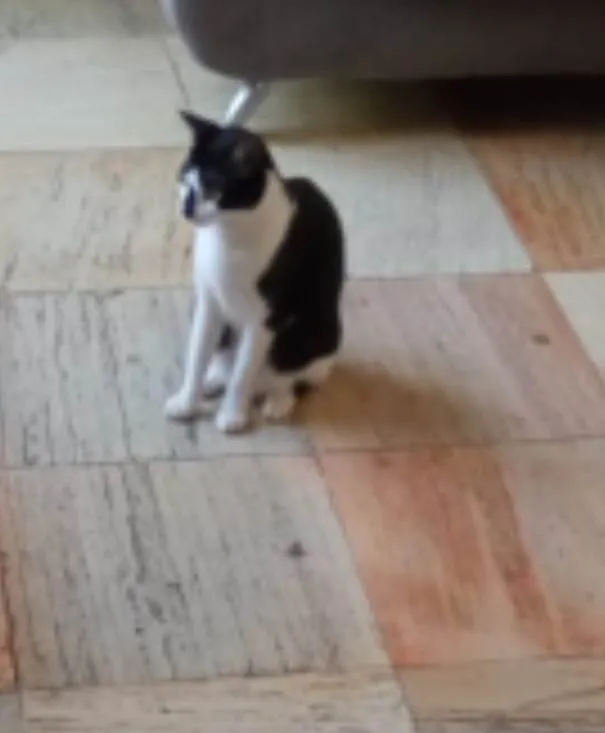 Gato raça SRD idade 3 anos nome Aurora