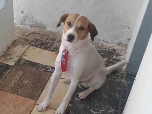 Cachorro ra a Vira-lata  idade 2 a 6 meses nome Gasolina 