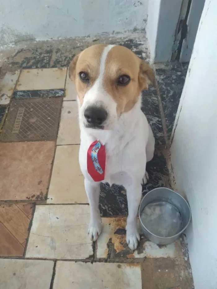 Cachorro ra a Vira-lata  idade 2 a 6 meses nome Gasolina 