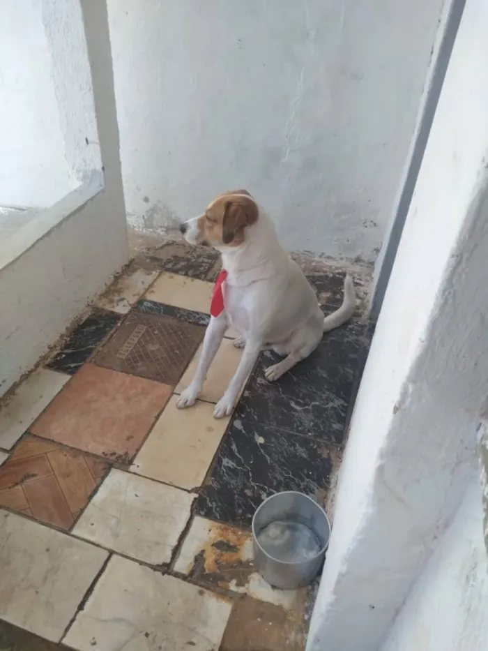 Cachorro ra a Vira-lata  idade 2 a 6 meses nome Gasolina 