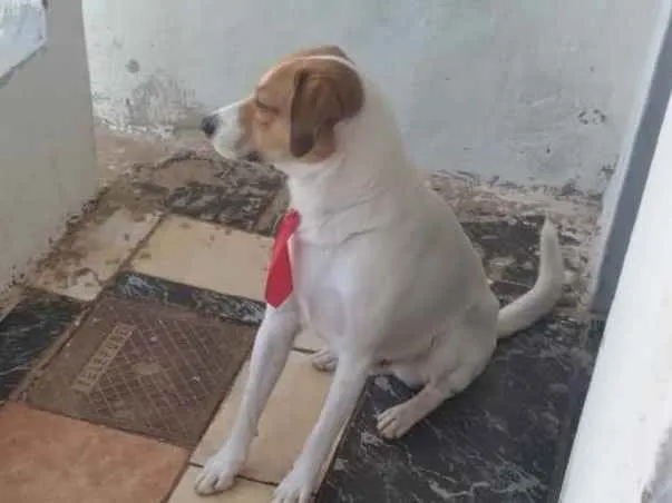 Cachorro ra a Vira-lata  idade 2 a 6 meses nome Gasolina 