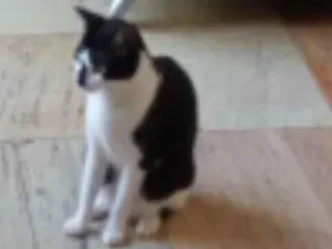 Gato raça SRD idade 3 anos nome Aurora