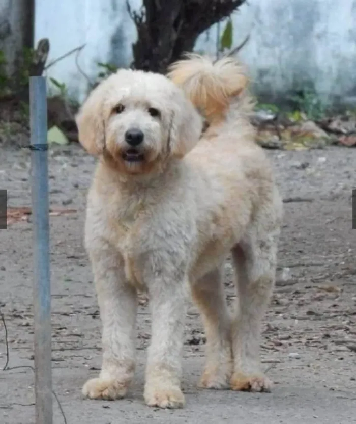 Cachorro ra a Poodle idade 3 anos nome Algodão 