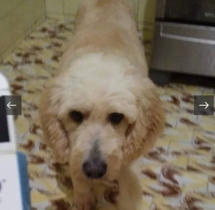 Cachorro ra a Poodle idade 3 anos nome Algodão 