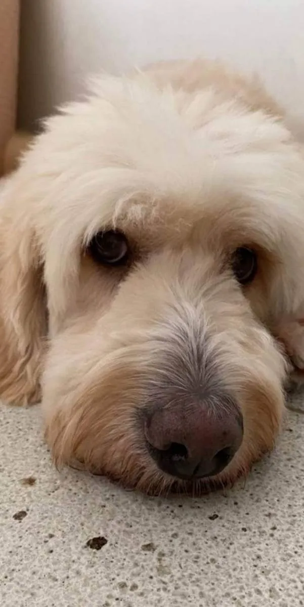 Cachorro ra a Poodle idade 3 anos nome Algodão 