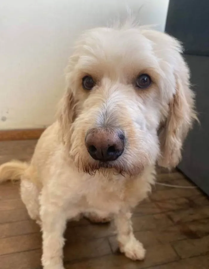 Cachorro ra a Poodle idade 3 anos nome Algodão 