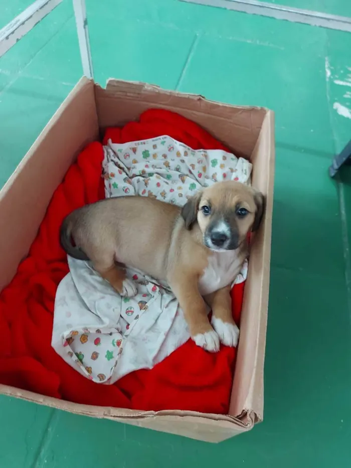 Cachorro ra a SRD  idade 2 a 6 meses nome Florzinha