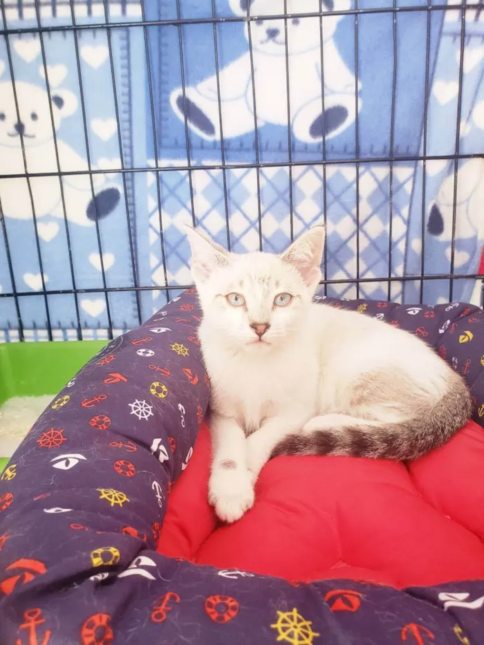 Gato raça Srd  idade 2 a 6 meses nome Nikola