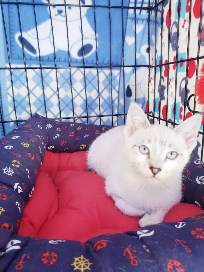 Gato raça Srd  idade 2 a 6 meses nome Nikola