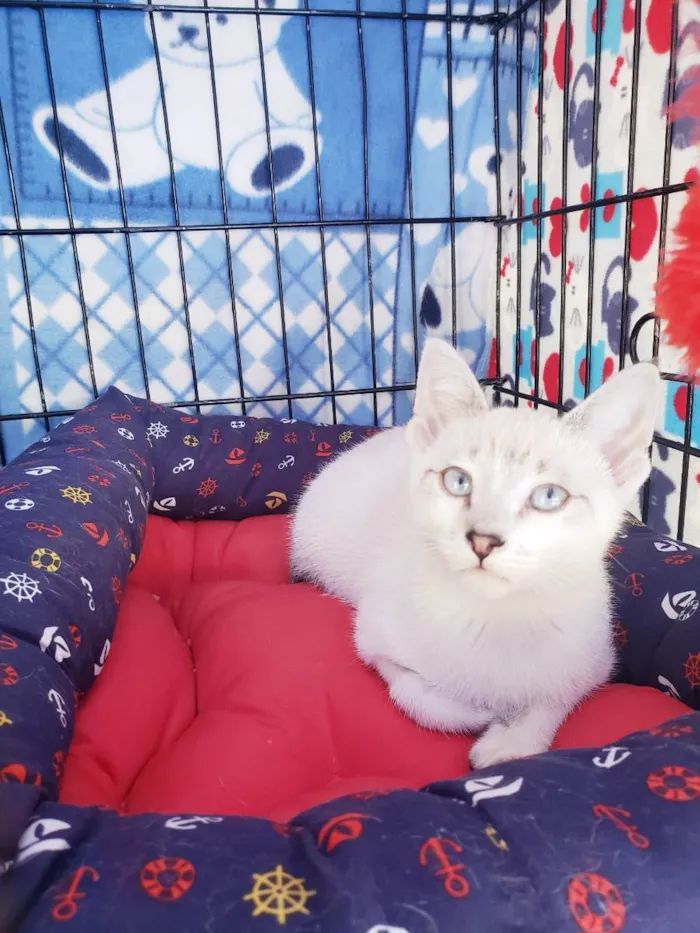 Gato raça Srd  idade 2 a 6 meses nome Nikola