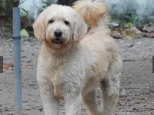 Cachorro raça Poodle idade 3 anos nome Algodão 