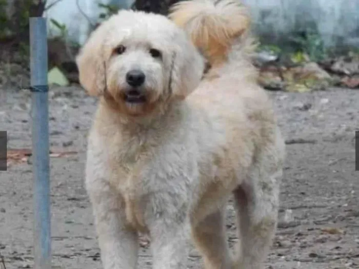 Cachorro ra a Poodle idade 3 anos nome Algodão 
