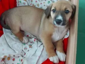 Cachorro raça SRD  idade 2 a 6 meses nome Florzinha