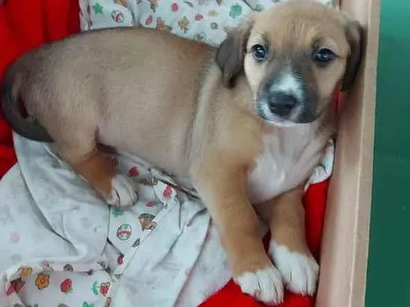 Cachorro ra a SRD  idade 2 a 6 meses nome Florzinha