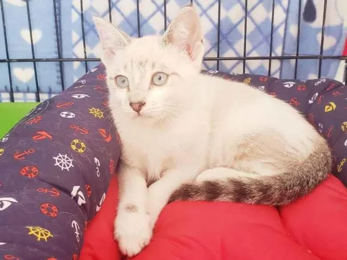 Gato raça Srd  idade 2 a 6 meses nome Nikola