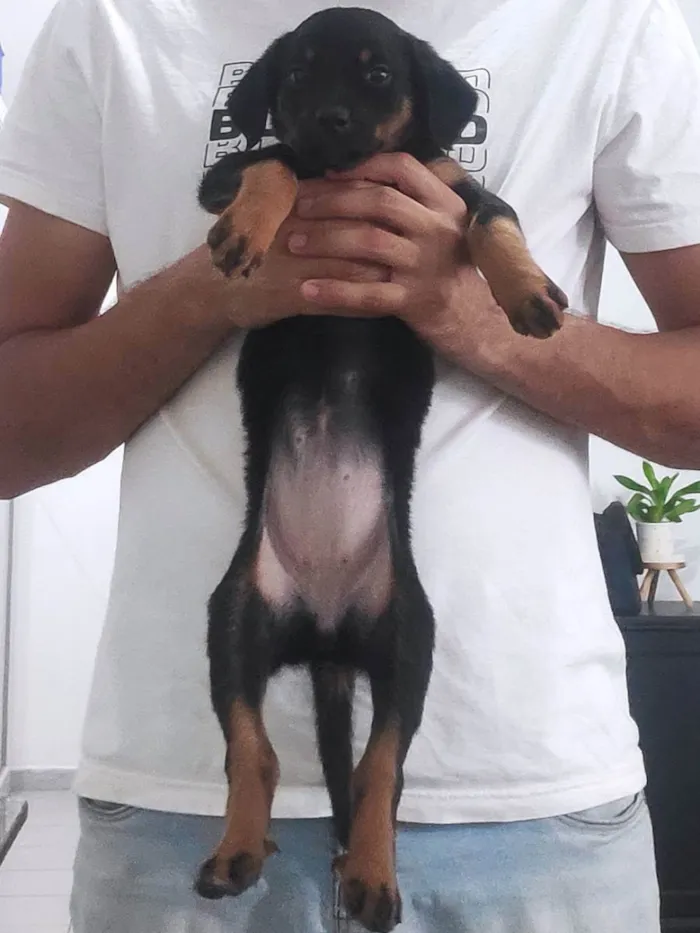 Cachorro ra a Rotweiller (misto) idade Abaixo de 2 meses nome Filhotes 