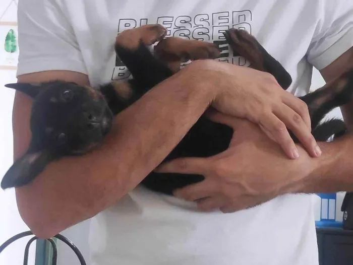 Cachorro ra a Rotweiller (misto) idade Abaixo de 2 meses nome Filhotes 