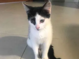 Gato raça SRD idade 2 a 6 meses nome Cleo e Flora