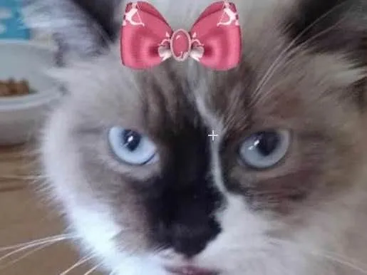 Gato ra a Mestiça  idade 2 a 6 meses nome Nina 
